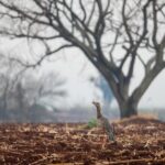 Wildfires in southern Brazil kill two, raise alert levels in dozens of cities