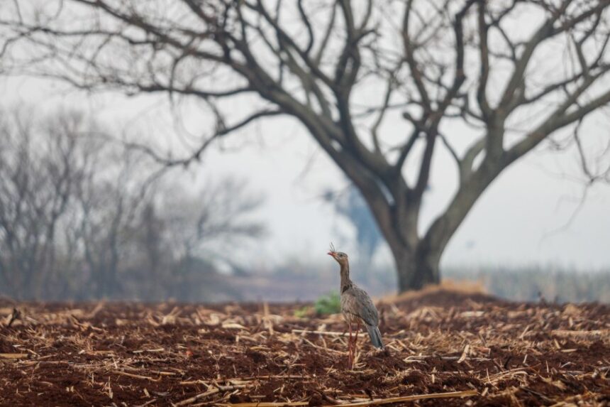 Wildfires in southern Brazil kill two, raise alert levels in dozens of cities