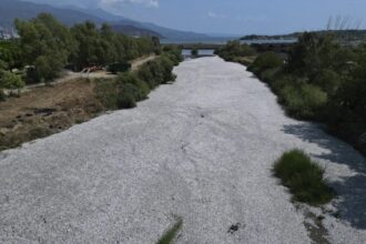 WATCH: Over 100 tonnes of dead fish flood Greek port in climate-related die-off