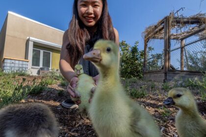 Welcome to the farm where cows, pigs and sheep are part of the climate curriculum