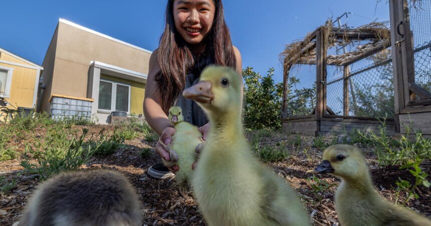 Welcome to the farm where cows, pigs and sheep are part of the climate curriculum