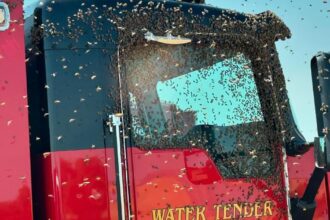 Firefighters in one California city had to battle flames and wasps as temperatures reached triple digits