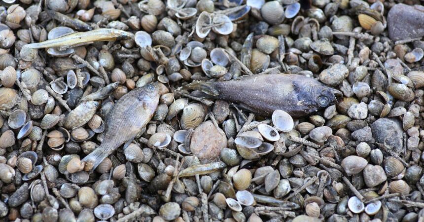 'So sad': Bakersfield river suddenly dries up, killing thousands of fish