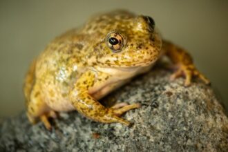 Endangered frogs once again threatened by California wildfires and may need rescuing