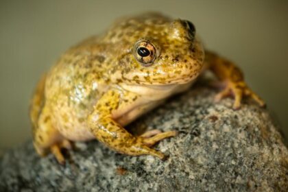 Endangered frogs once again threatened by California wildfires and may need rescuing