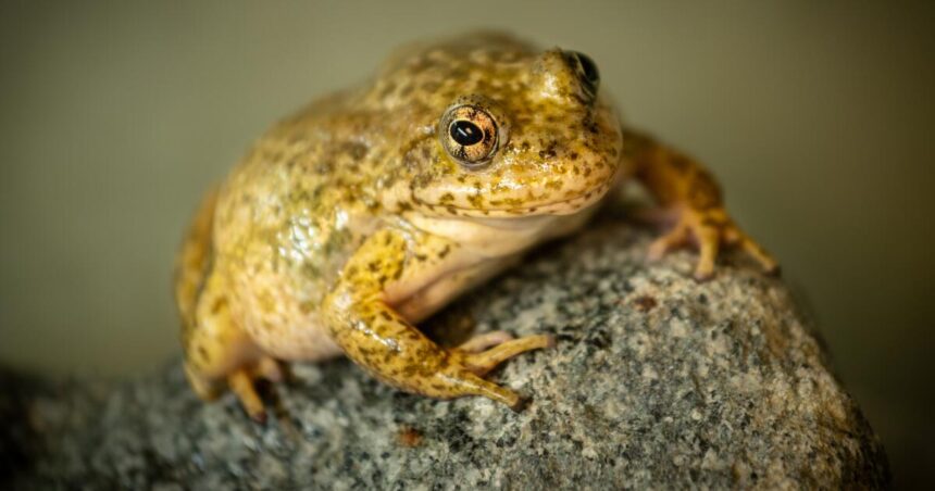 Endangered frogs once again threatened by California wildfires and may need rescuing